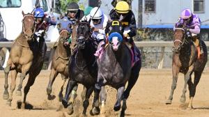 Champagne Stakes, Belmont at the Big A, Aqueduct, Napolean Solo